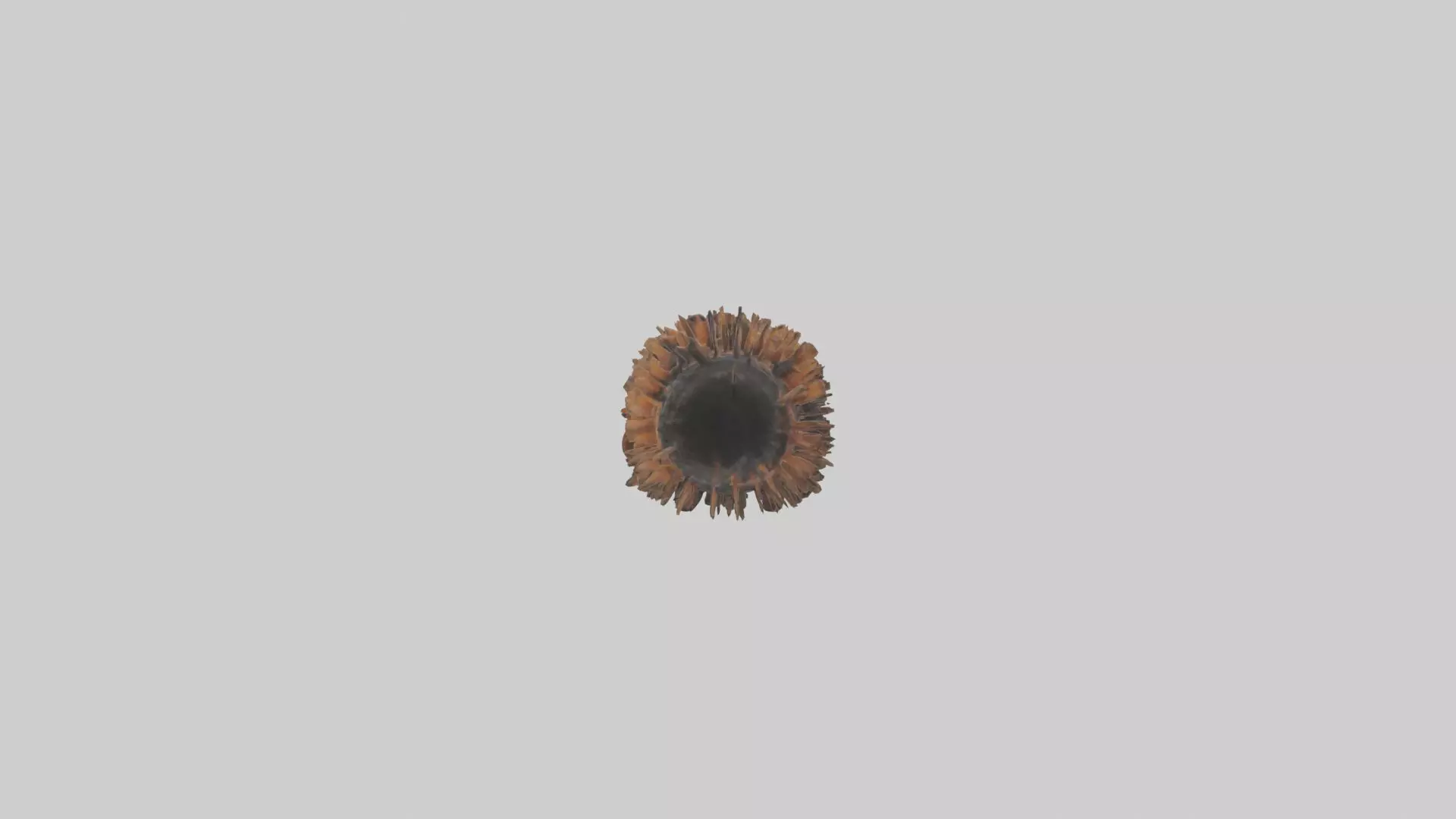 Woolly Bear Caterpillar Low-poly 3D model_0