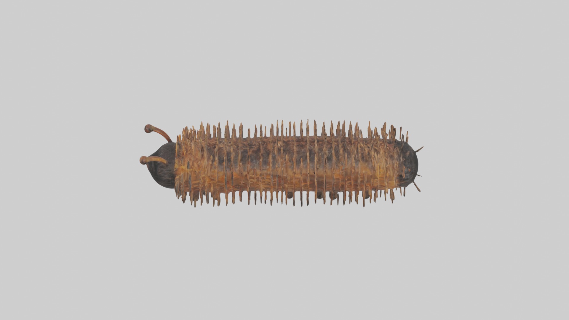 Woolly Bear Caterpillar Low-poly 3D model_11