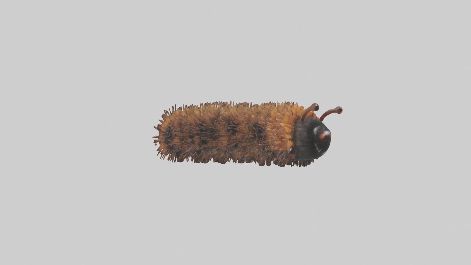 Woolly Bear Caterpillar Low-poly 3D model_5