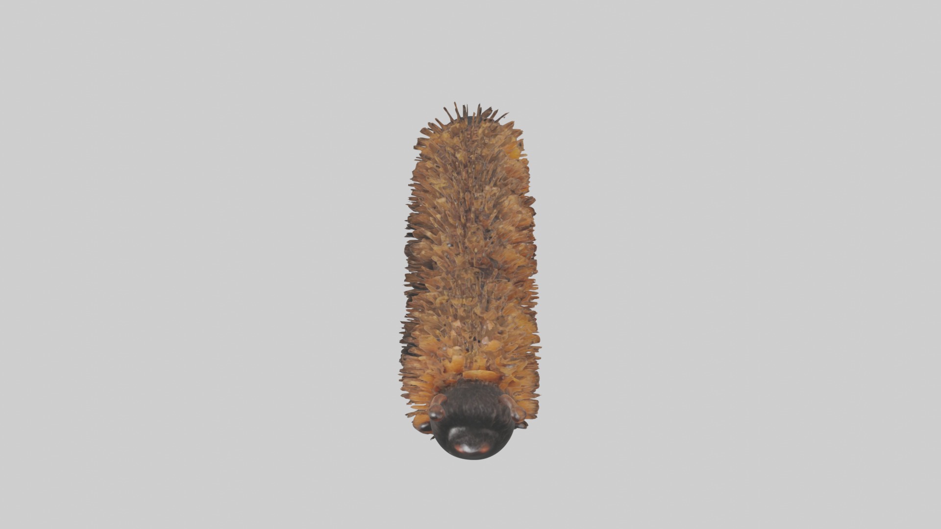 Woolly Bear Caterpillar Low-poly 3D model_10