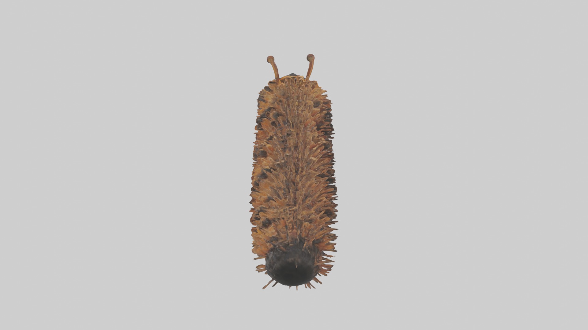 Woolly Bear Caterpillar Low-poly 3D model_9