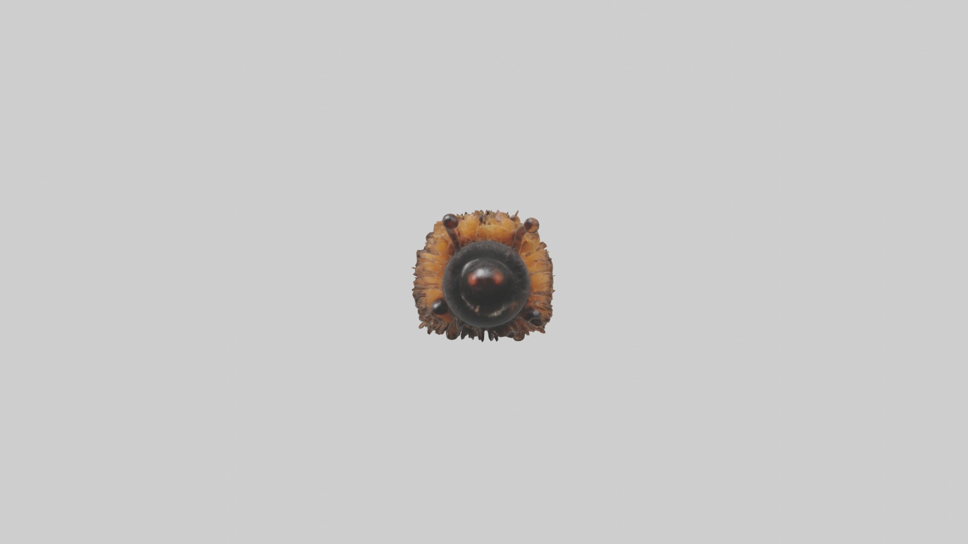 Woolly Bear Caterpillar Low-poly 3D model_3