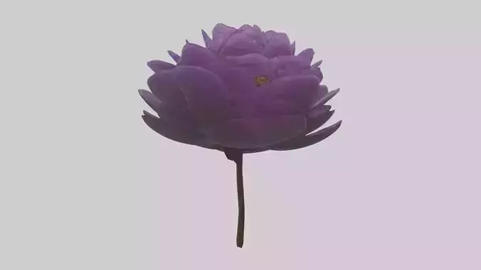 Twilight Peony Low-poly 3D model