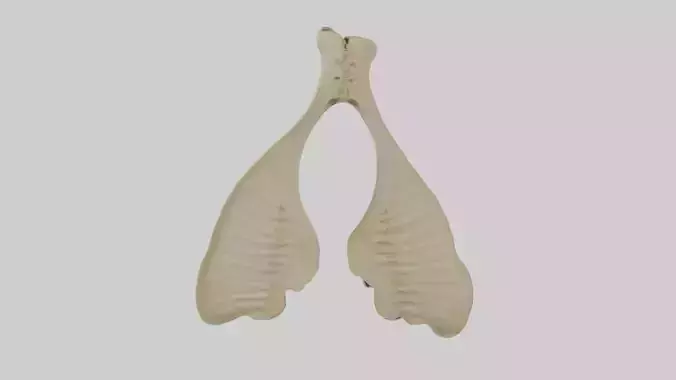 Sternum Breastbone Low-poly 3D model