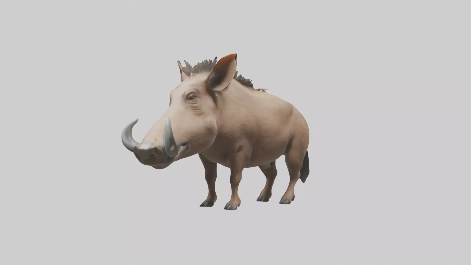 Standing Warthog Model Low-poly 3D model_0