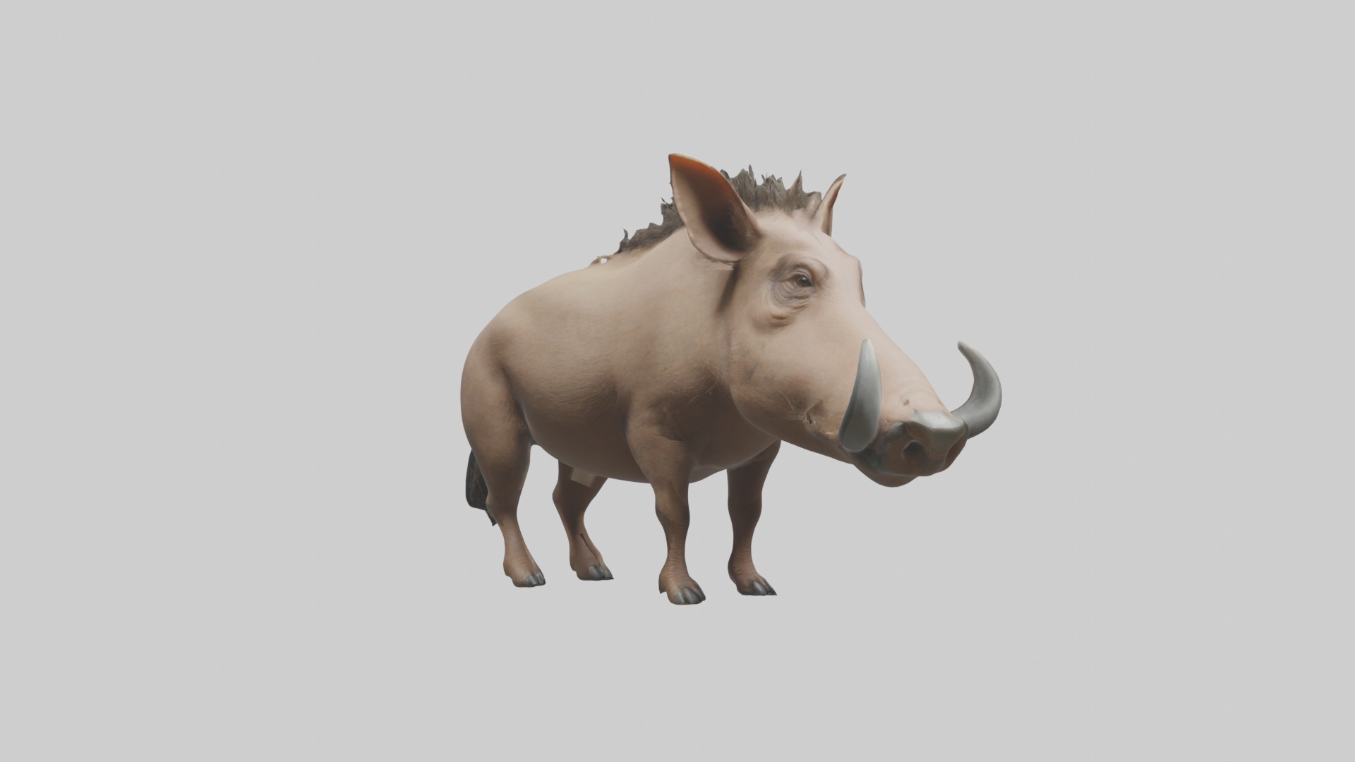 Standing Warthog Model Low-poly 3D model_5