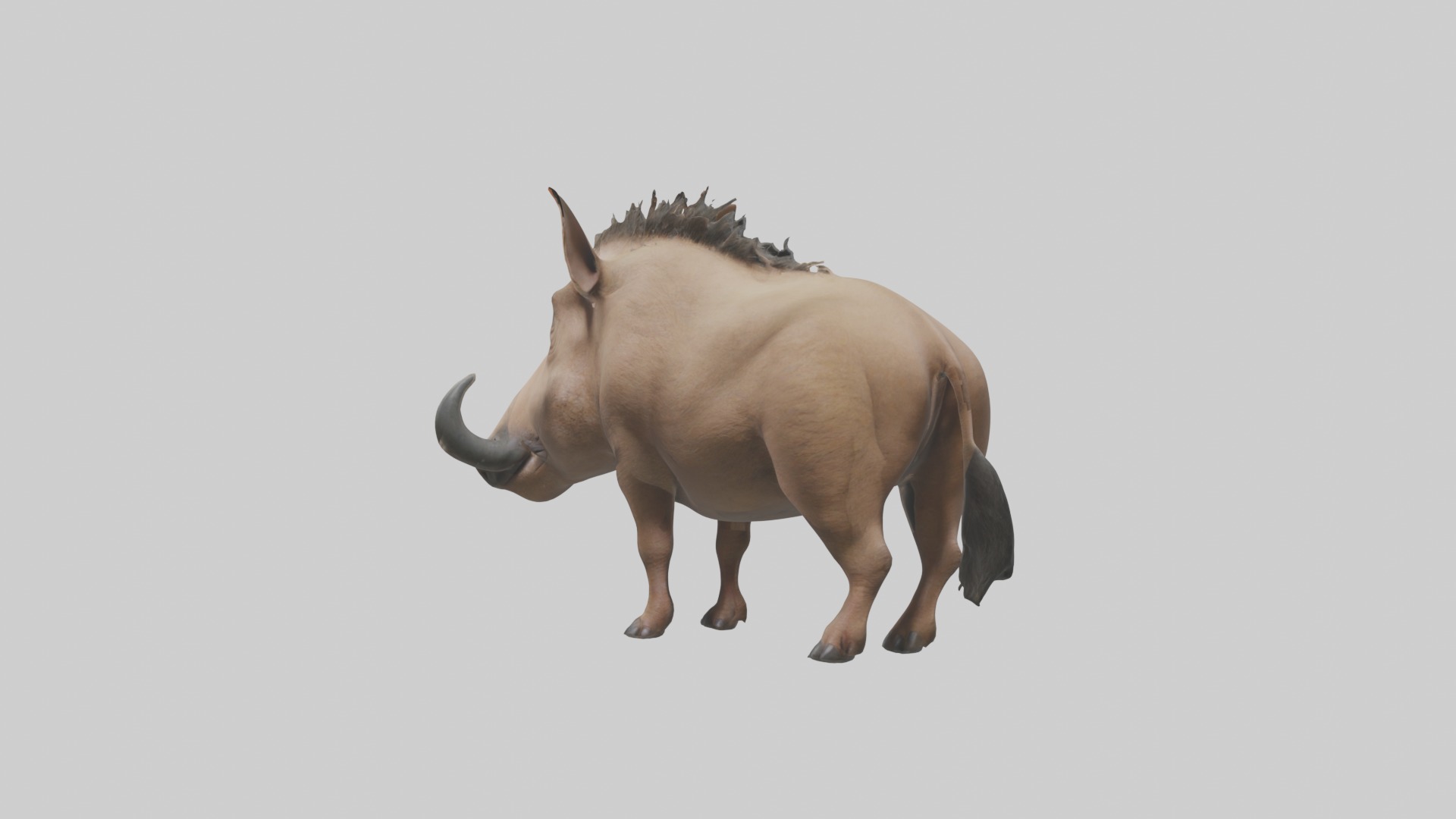 Standing Warthog Model Low-poly 3D model_3