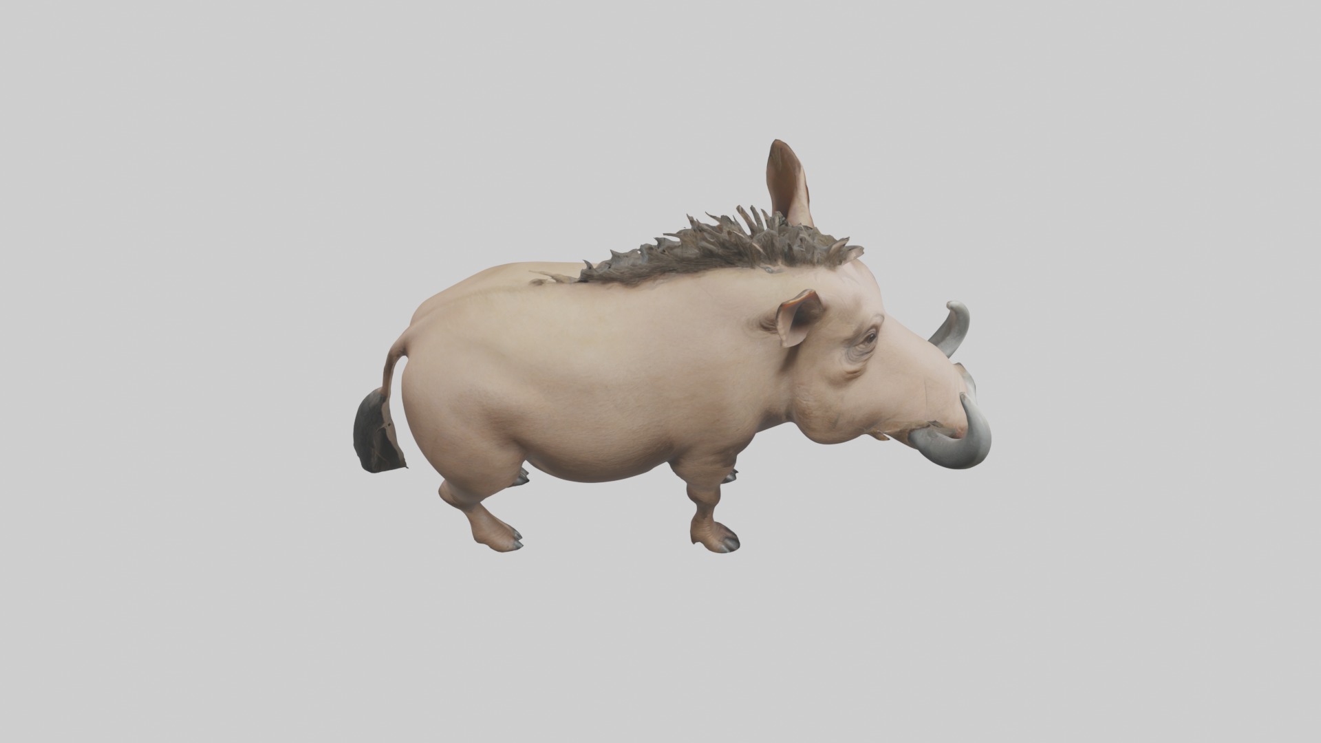 Standing Warthog Model Low-poly 3D model_12