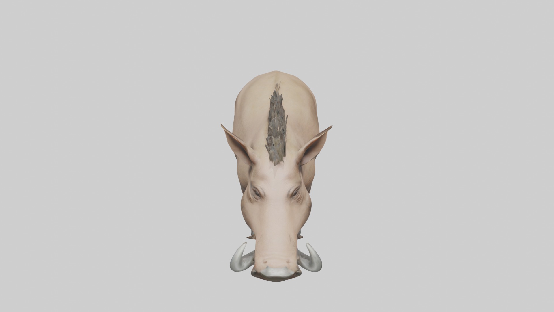 Standing Warthog Model Low-poly 3D model_10