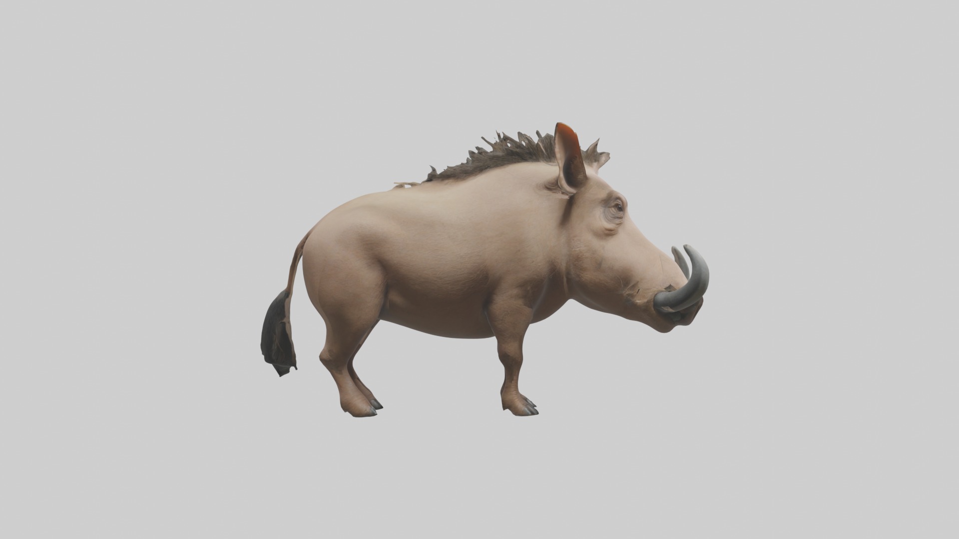 Standing Warthog Model Low-poly 3D model_7