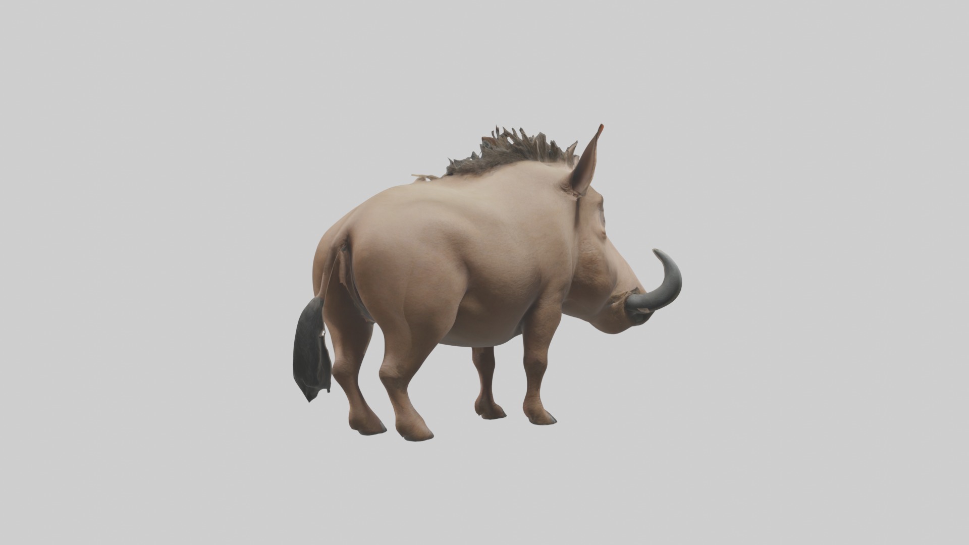 Standing Warthog Model Low-poly 3D model_4