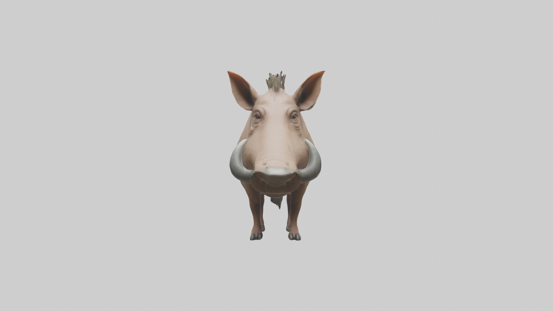 Standing Warthog Model Low-poly 3D model_1