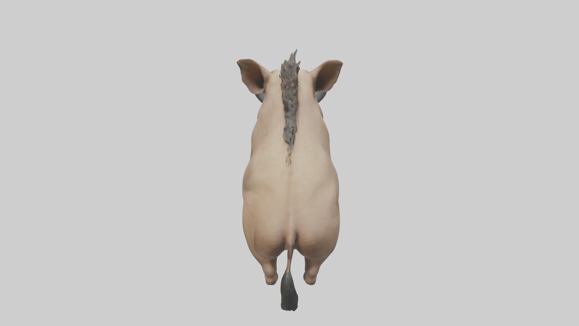 Standing Warthog Model Low-poly 3D model_9