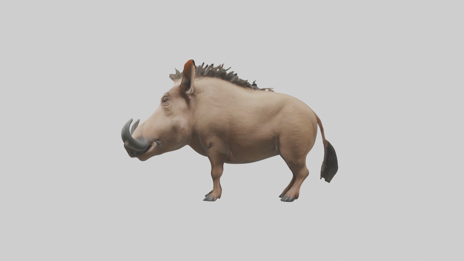 Standing Warthog Model Low-poly 3D model_6