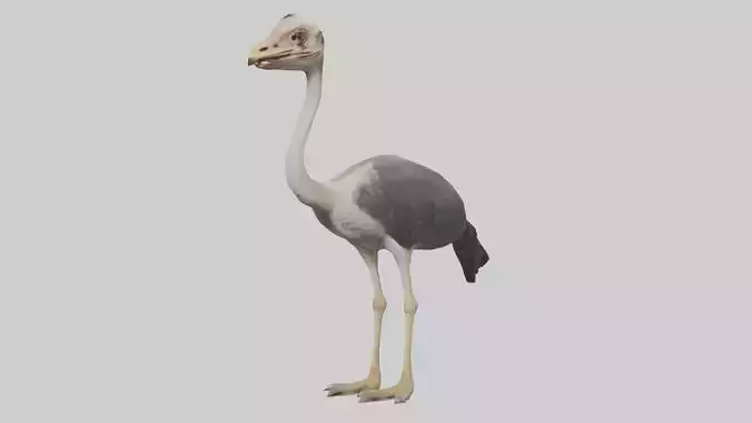 Standing Ostrich Model