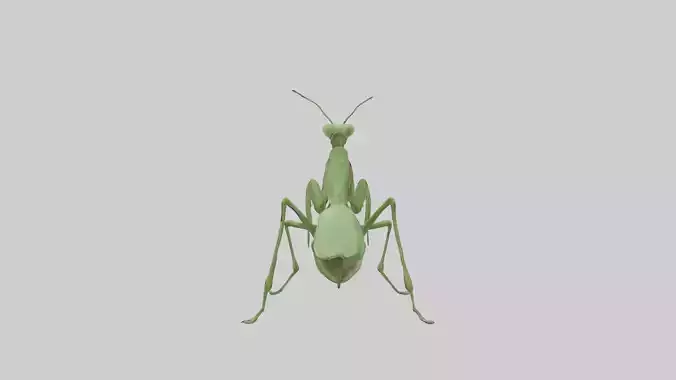 Standing Mantis Model