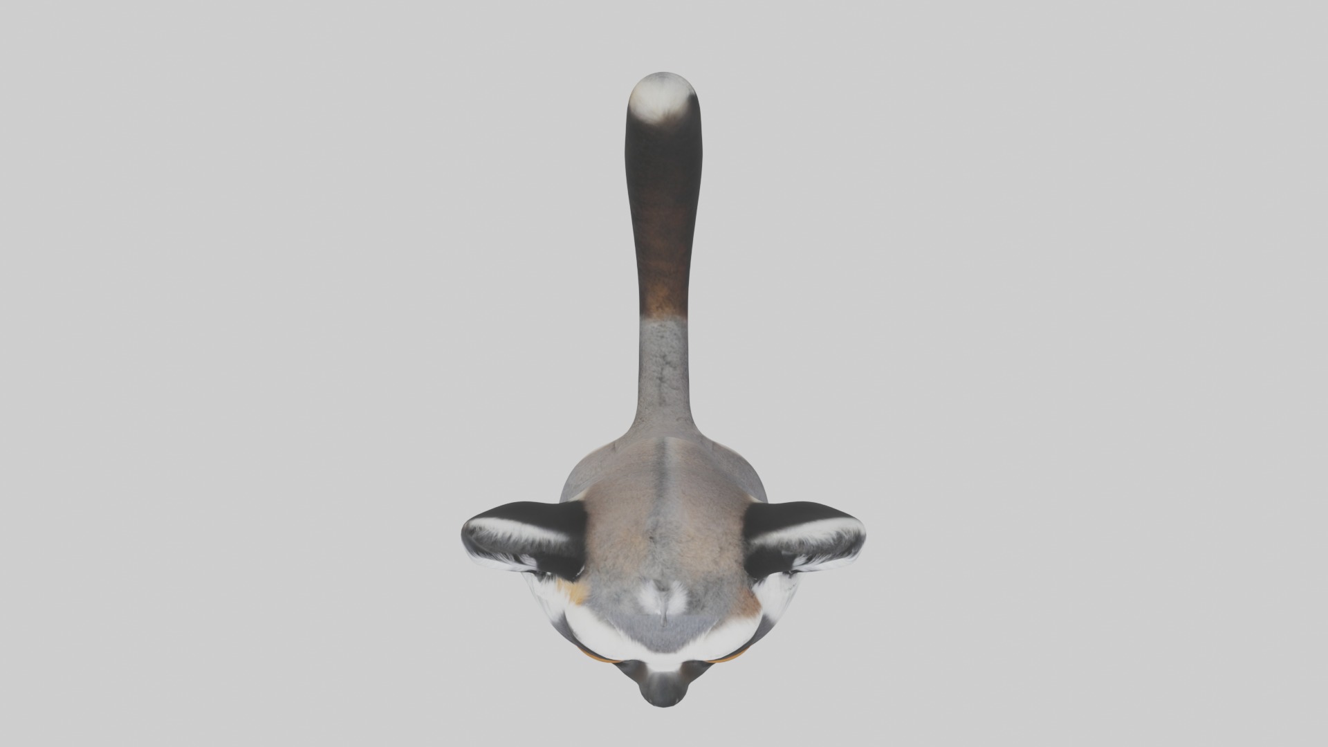 Standing Lemur Model Low-poly 3D model_8