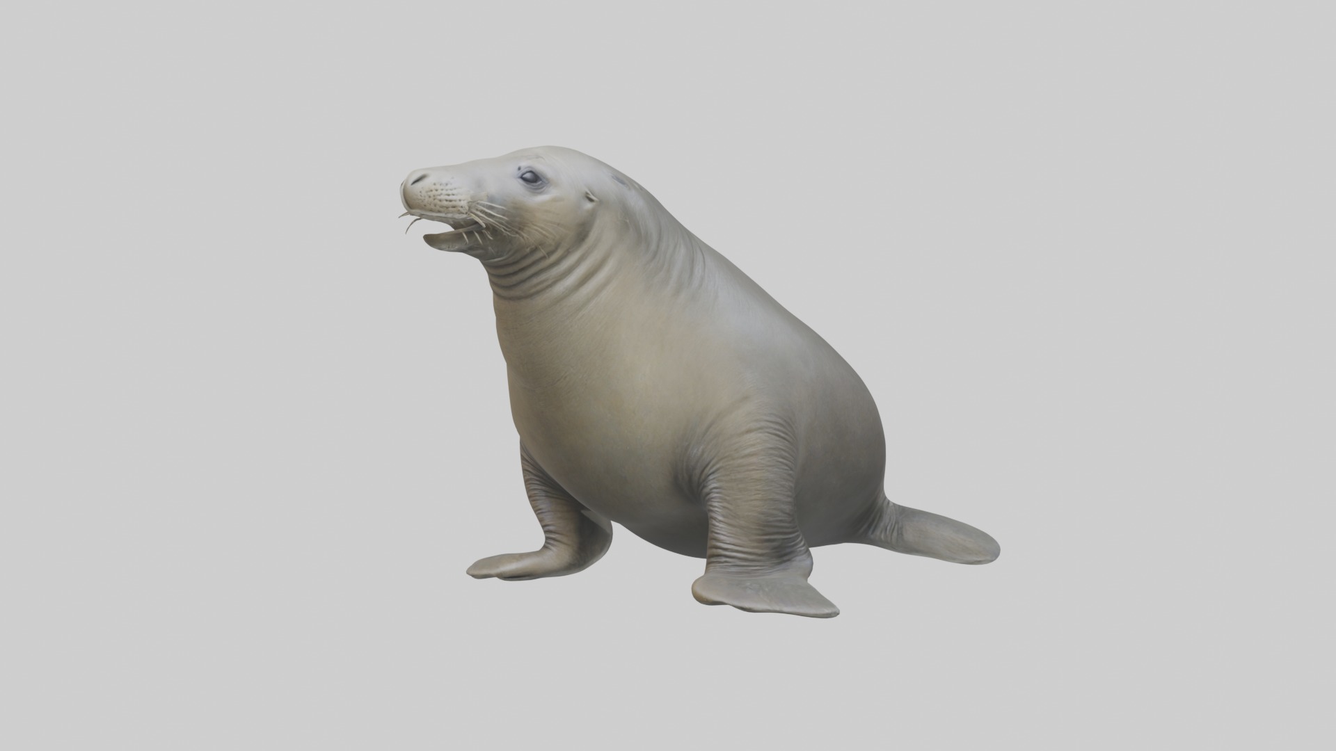 Standing Elephant Seal Model Low-poly 3D model_5