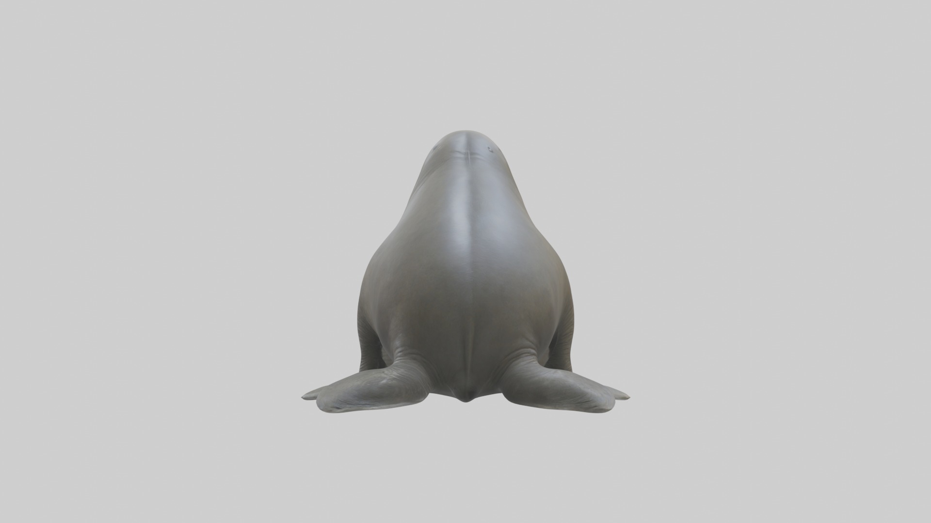Standing Elephant Seal Model Low-poly 3D model_2