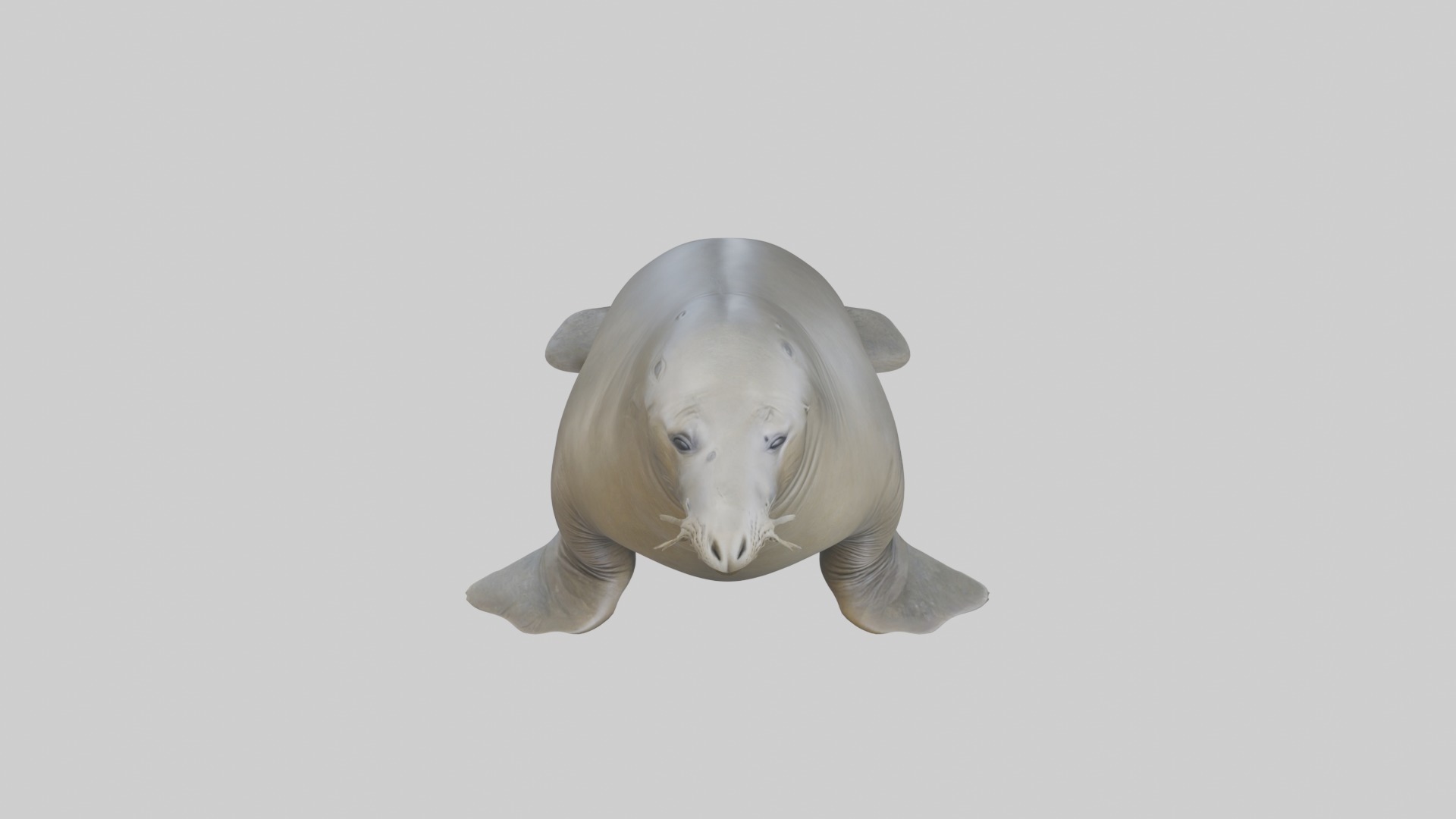 Standing Elephant Seal Model Low-poly 3D model_10