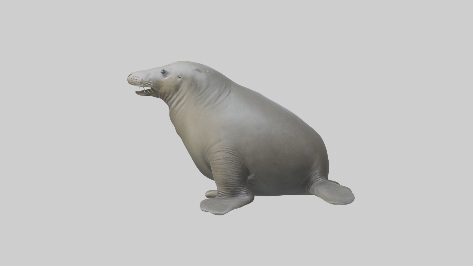 Standing Elephant Seal Model Low-poly 3D model_6