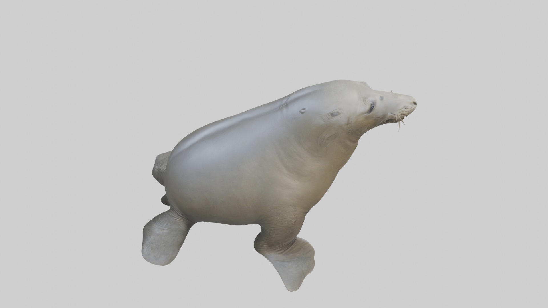 Standing Elephant Seal Model Low-poly 3D model_12