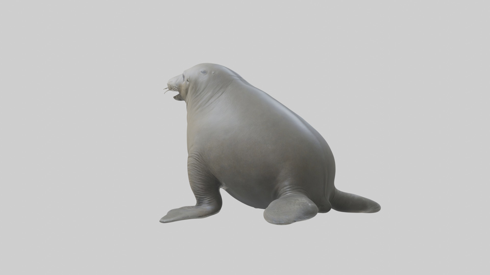 Standing Elephant Seal Model Low-poly 3D model_3