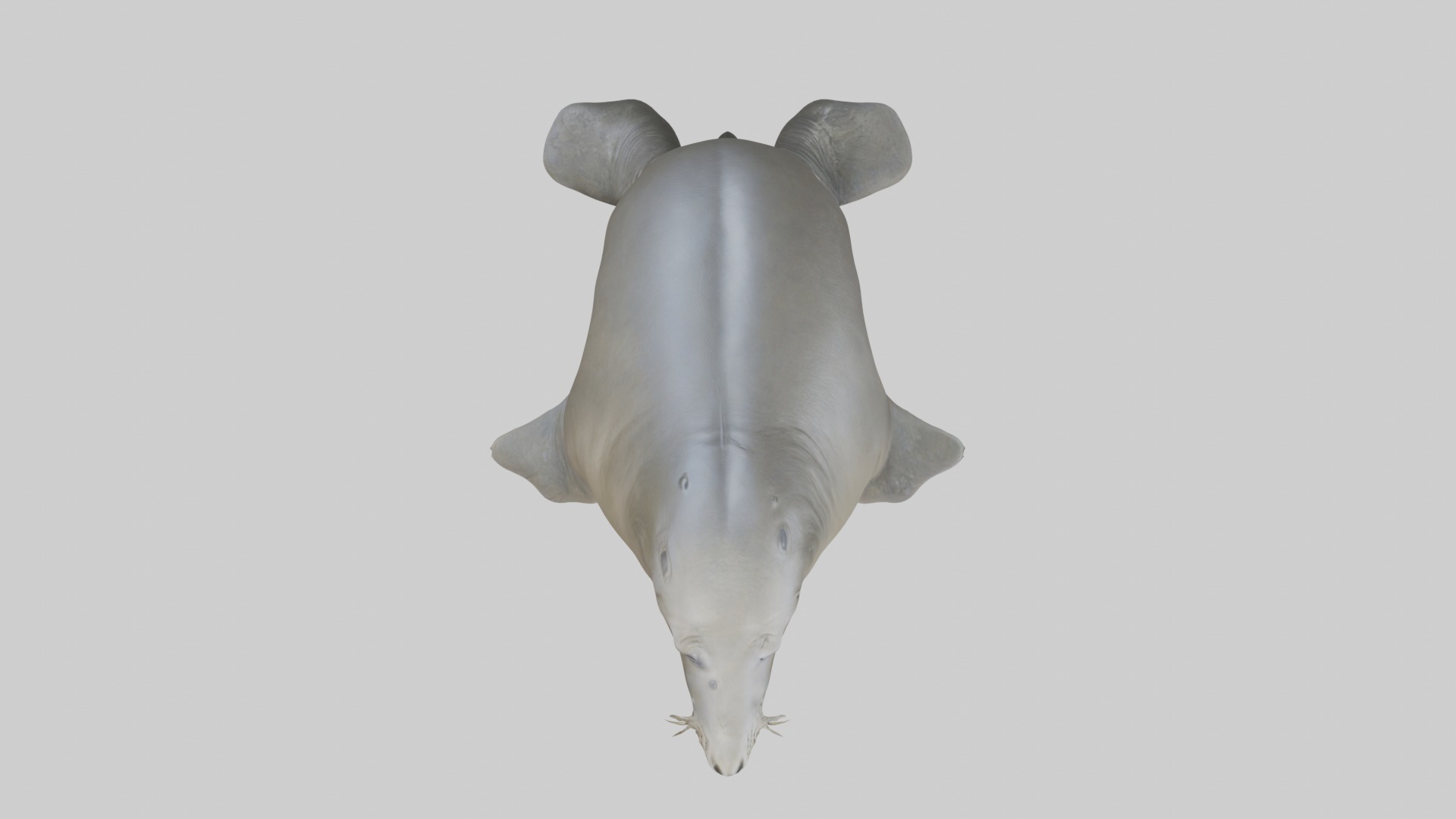 Standing Elephant Seal Model Low-poly 3D model_8