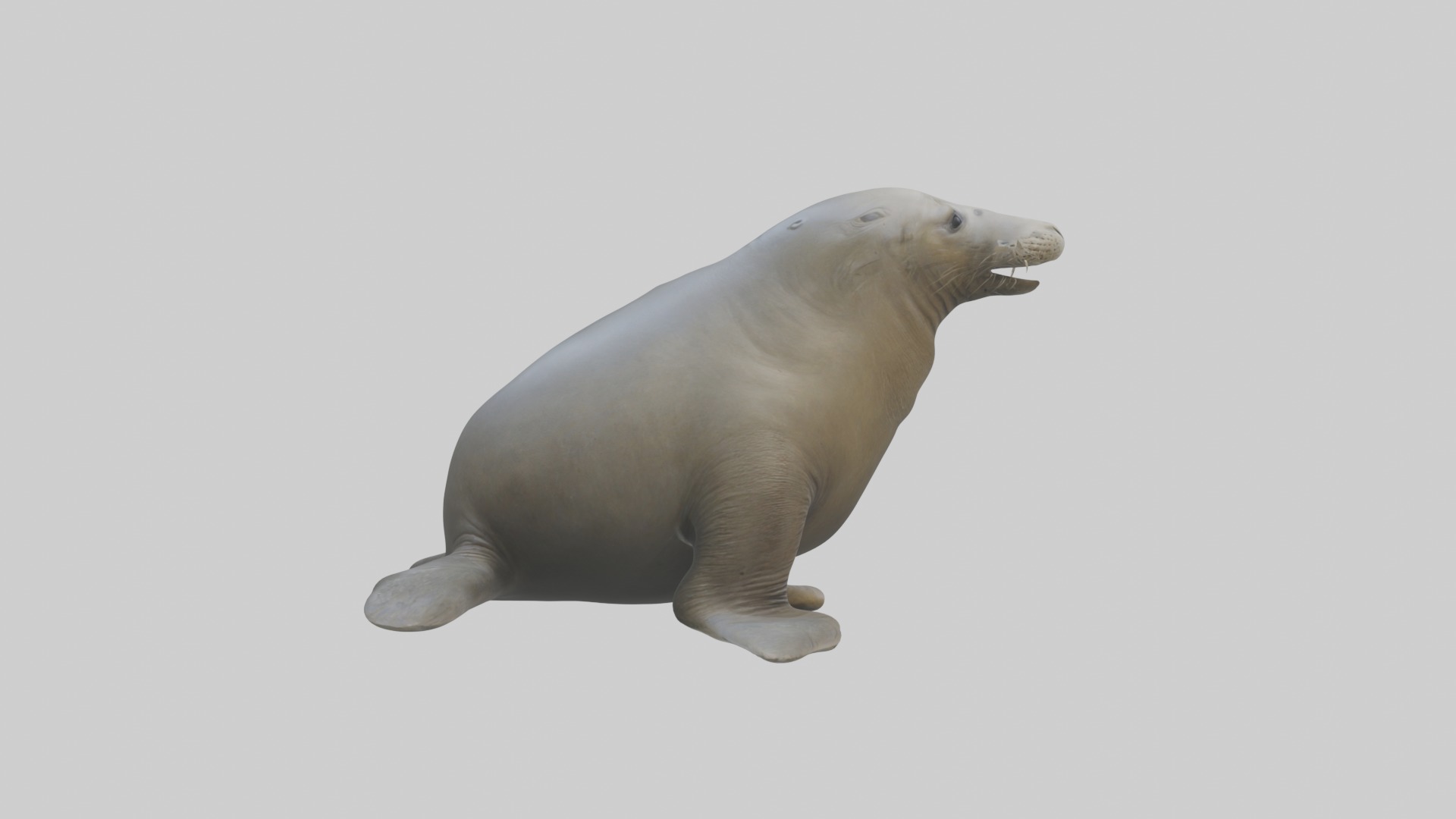 Standing Elephant Seal Model Low-poly 3D model_7