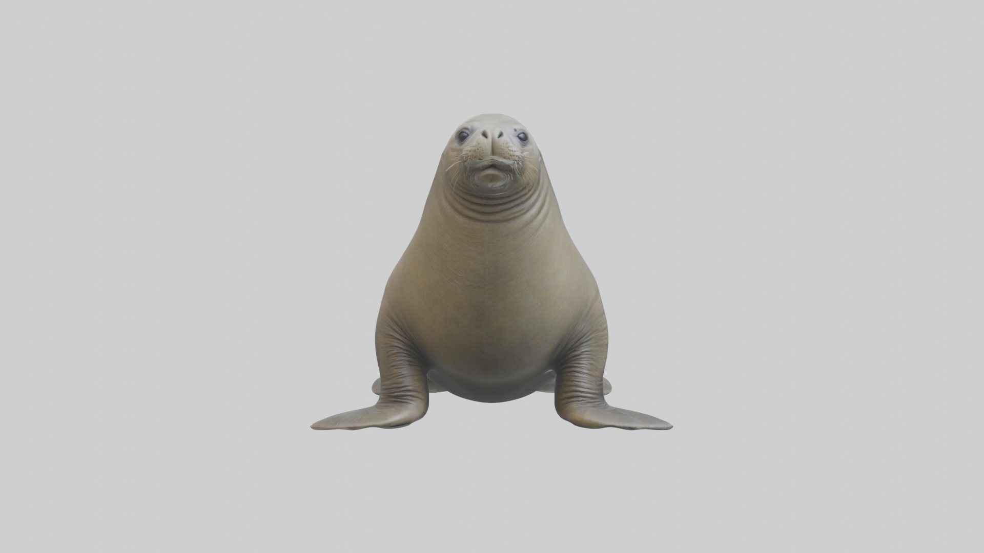 Standing Elephant Seal Model Low-poly 3D model_1
