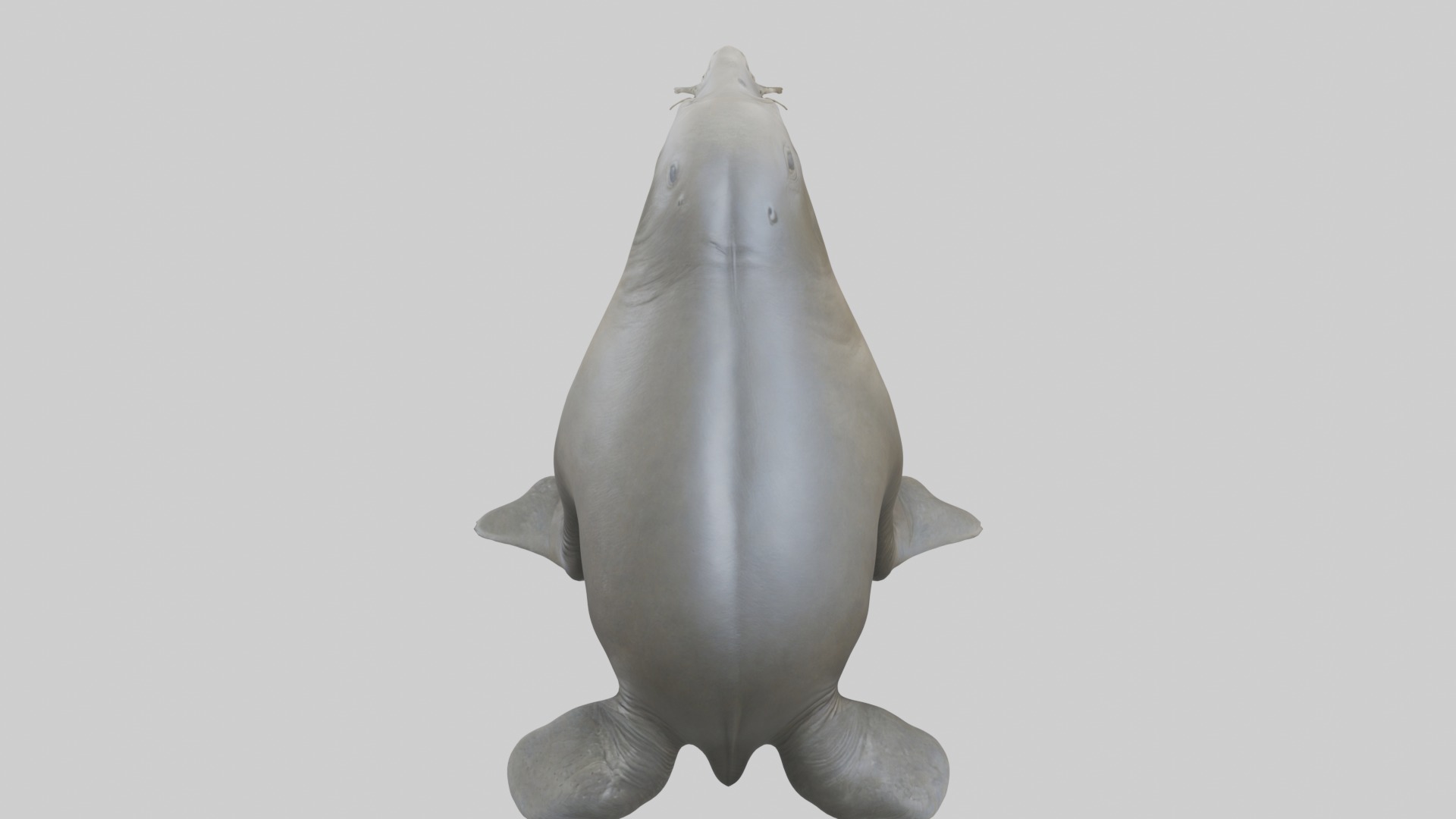 Standing Elephant Seal Model Low-poly 3D model_9