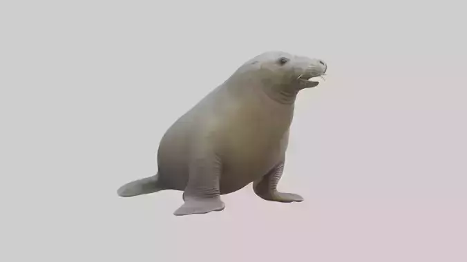 Standing Elephant Seal Model