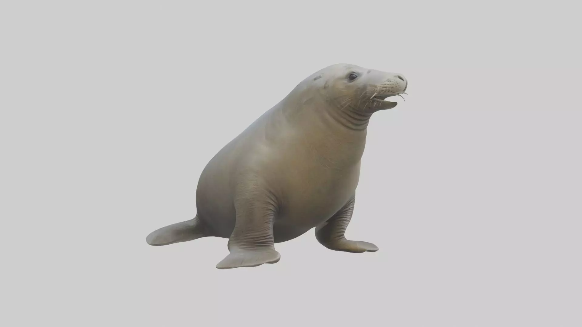 Standing Elephant Seal Model Low-poly 3D model_0