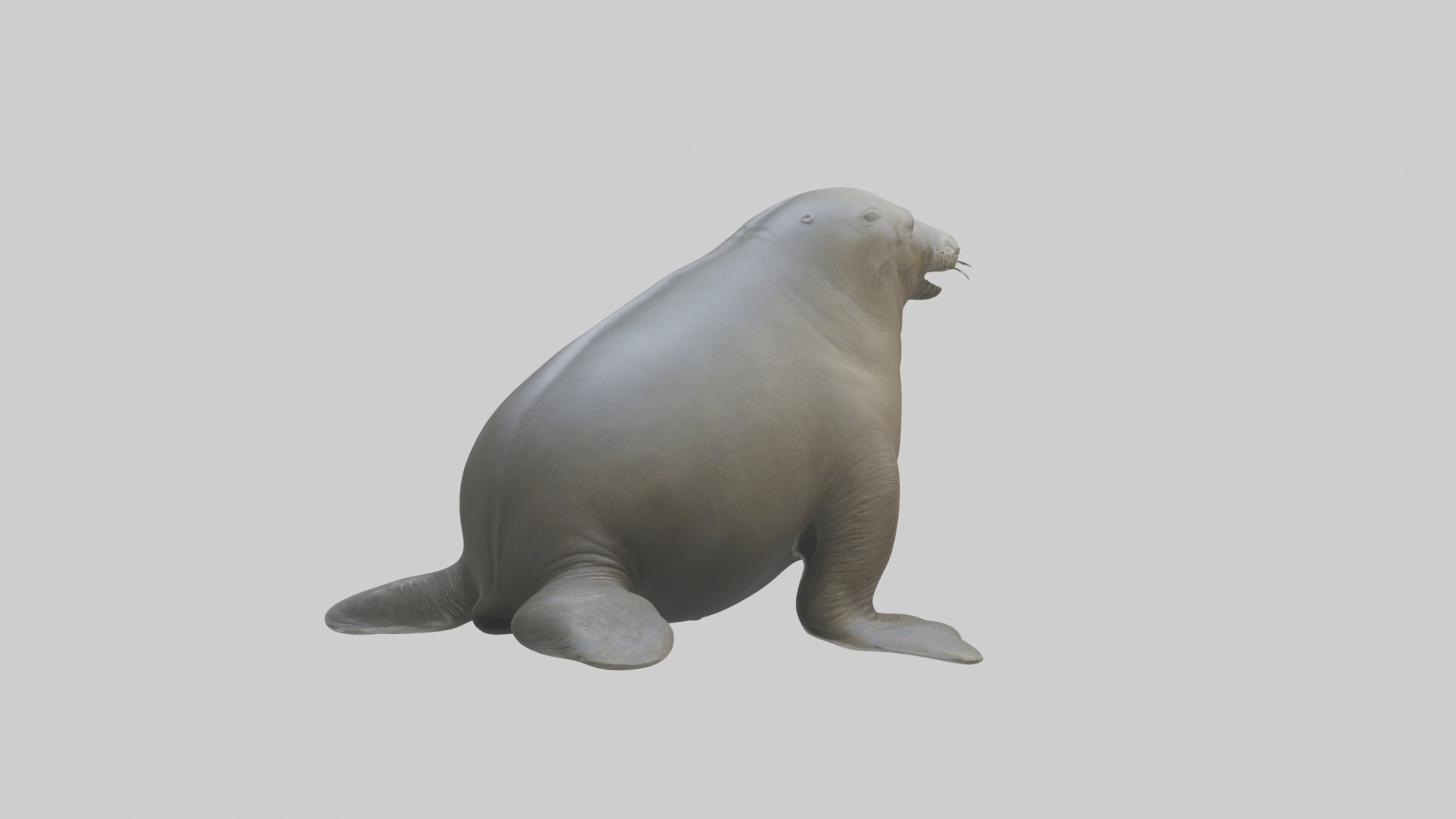 Standing Elephant Seal Model Low-poly 3D model_4