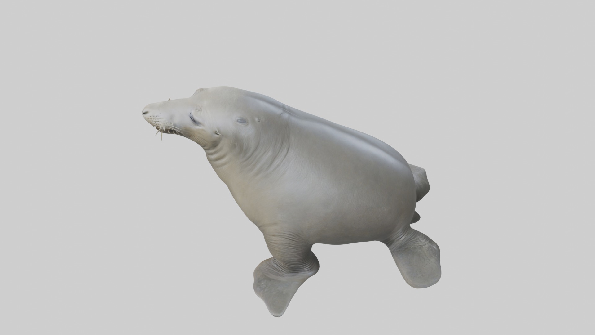 Standing Elephant Seal Model Low-poly 3D model_11