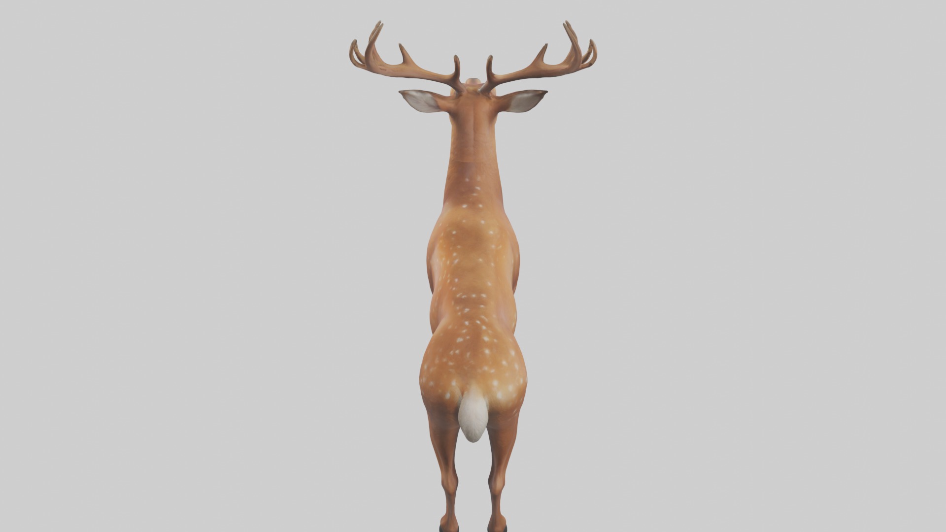 Standing Deer Model Low-poly 3D model_9