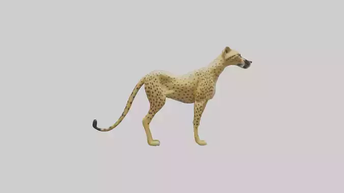 Standing Cheetah Model