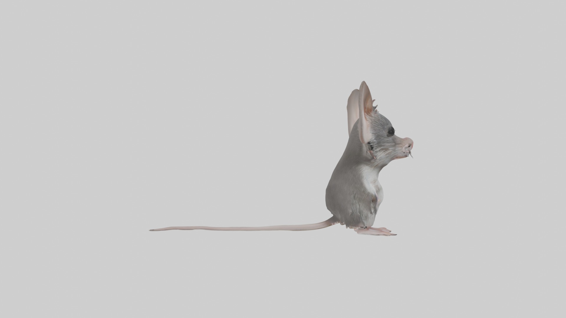 Spiny mouse Low-poly 3D model_7