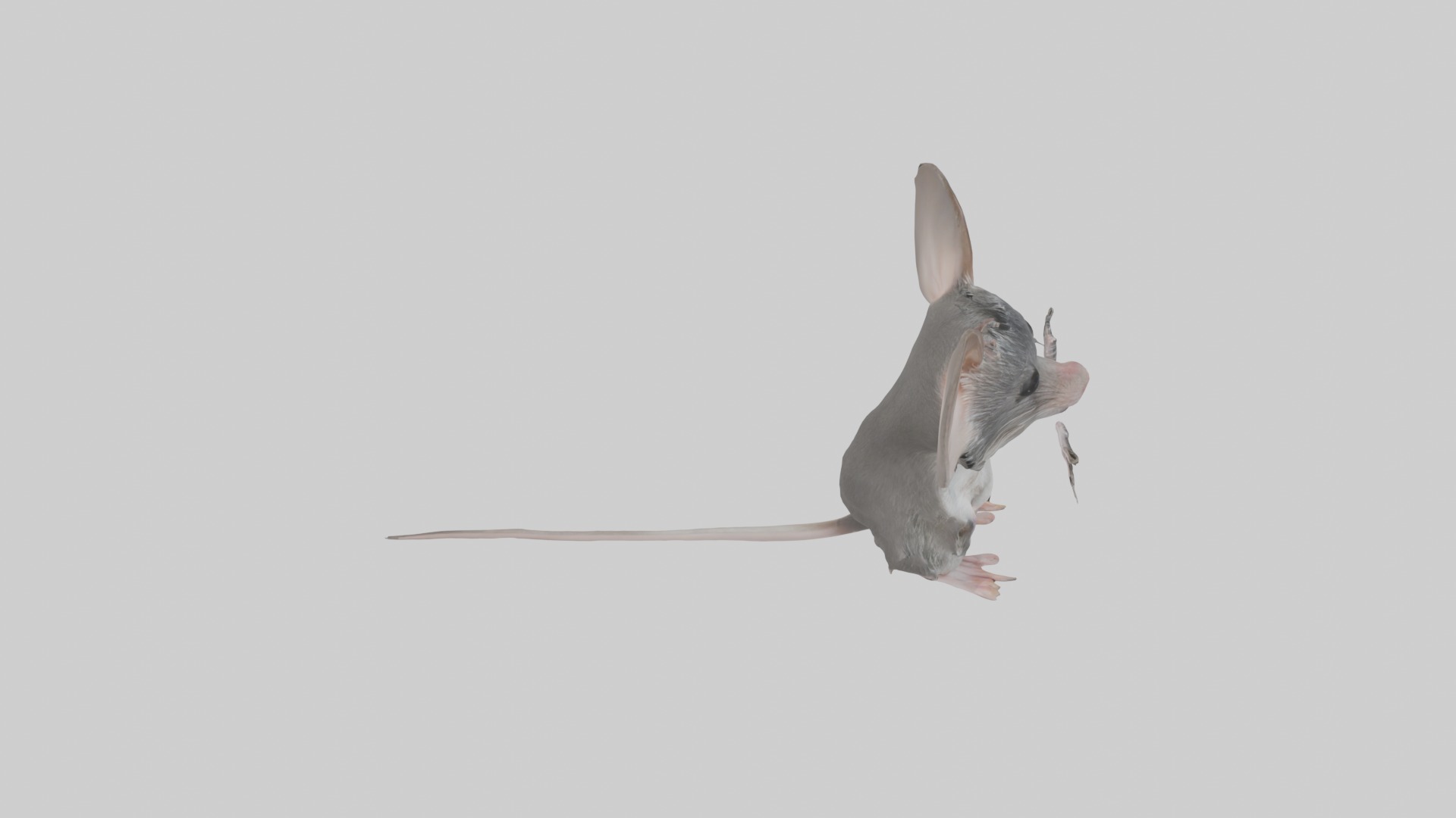 Spiny mouse Low-poly 3D model_12