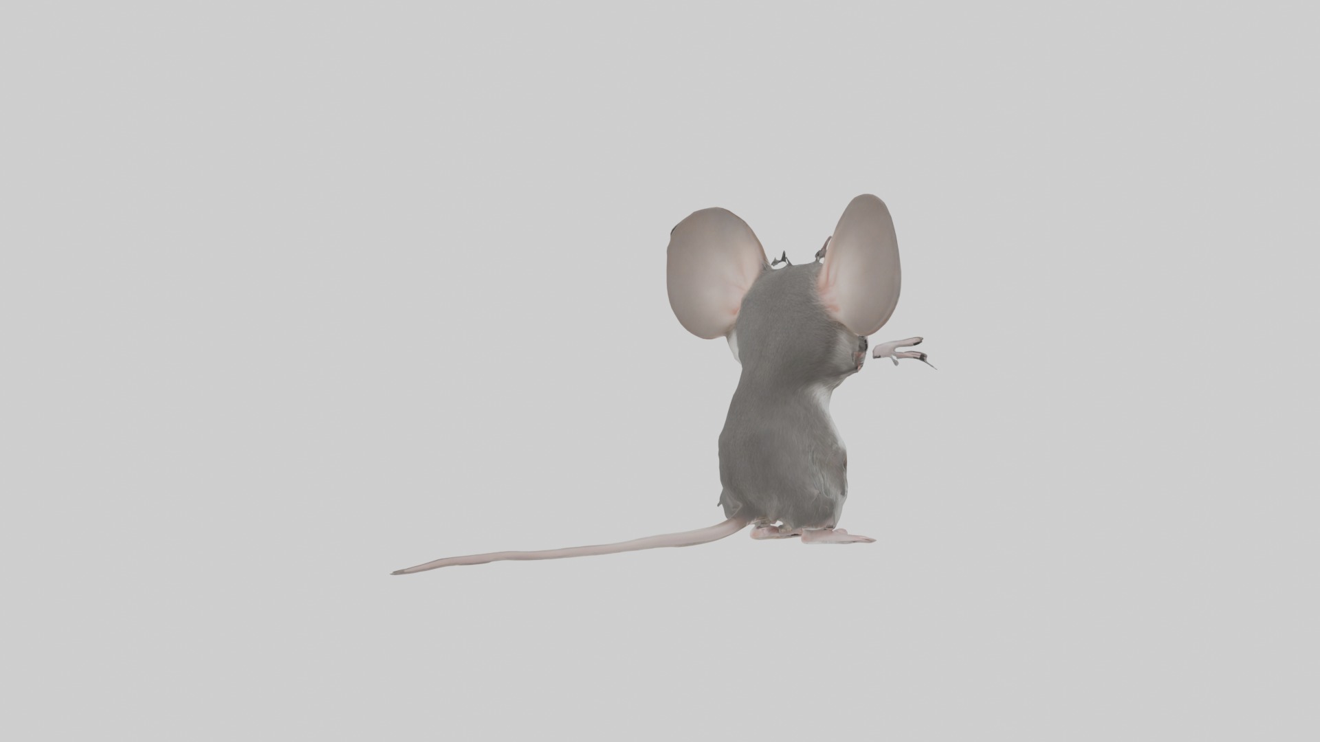 Spiny mouse Low-poly 3D model_3
