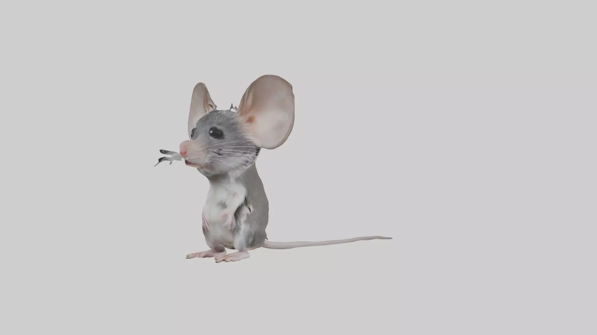 Spiny mouse Low-poly 3D model_0