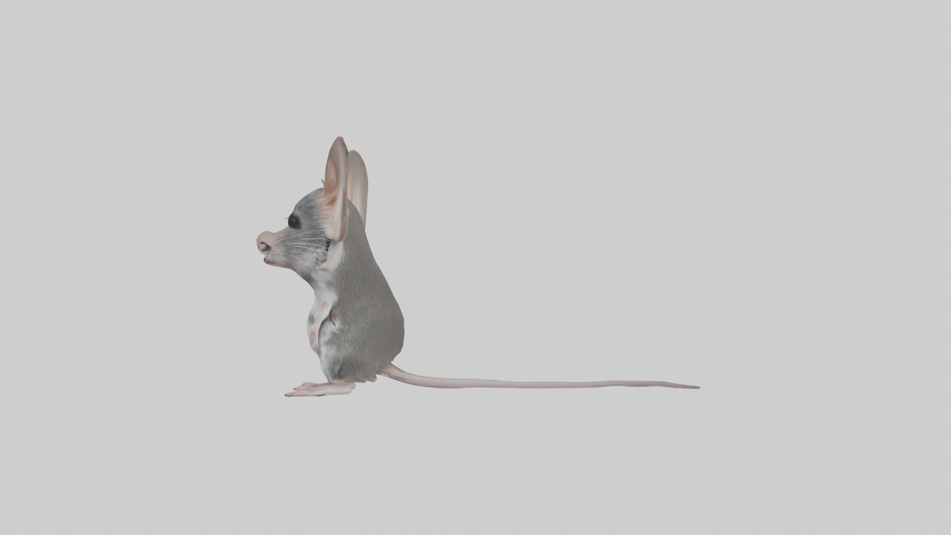 Spiny mouse Low-poly 3D model_6
