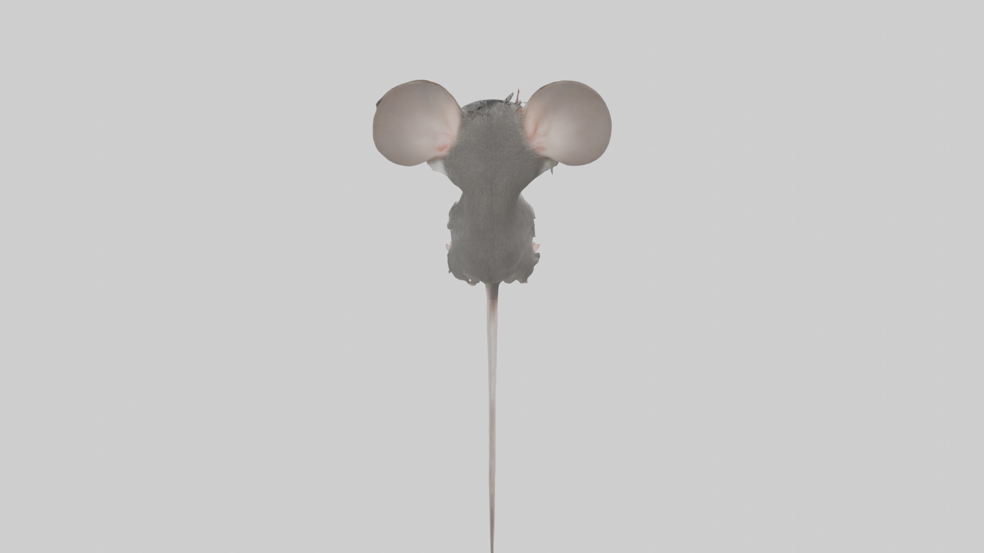 Spiny mouse Low-poly 3D model_9