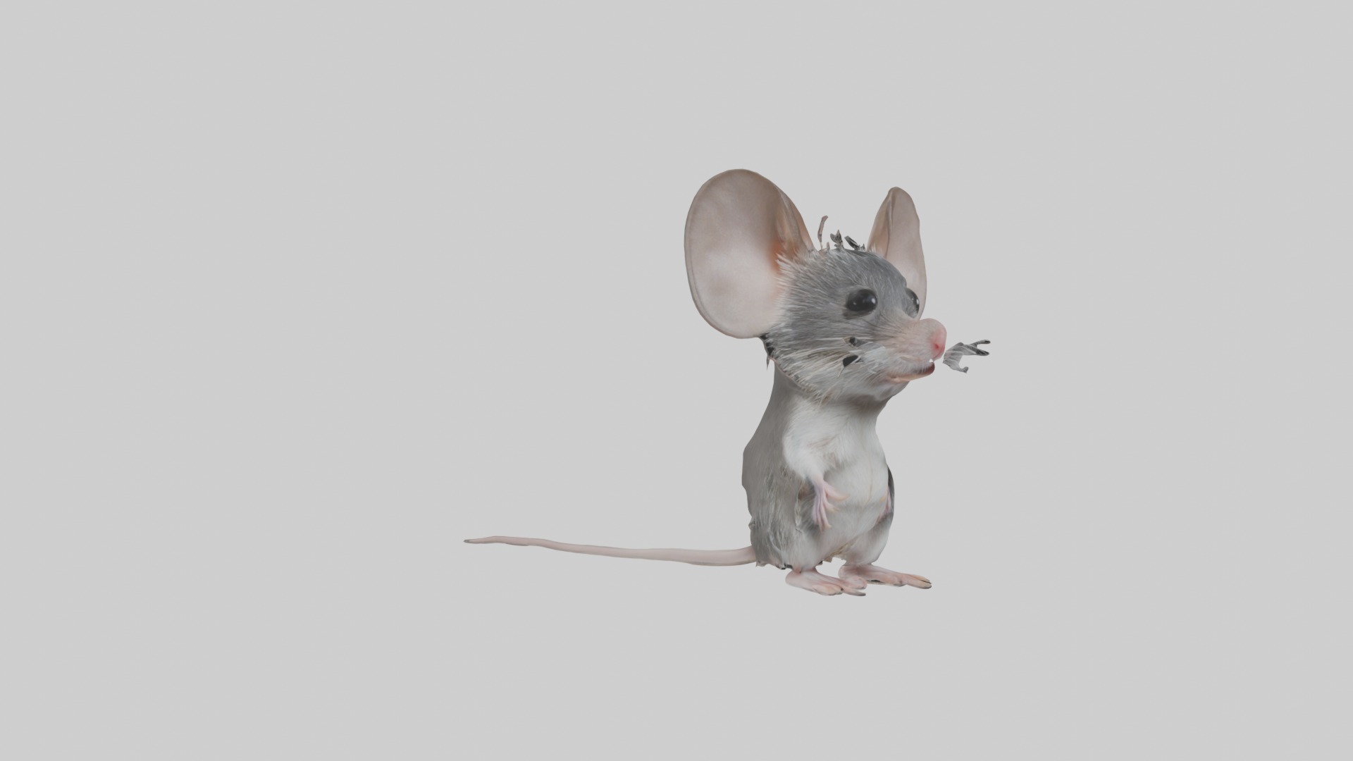 Spiny mouse Low-poly 3D model_5