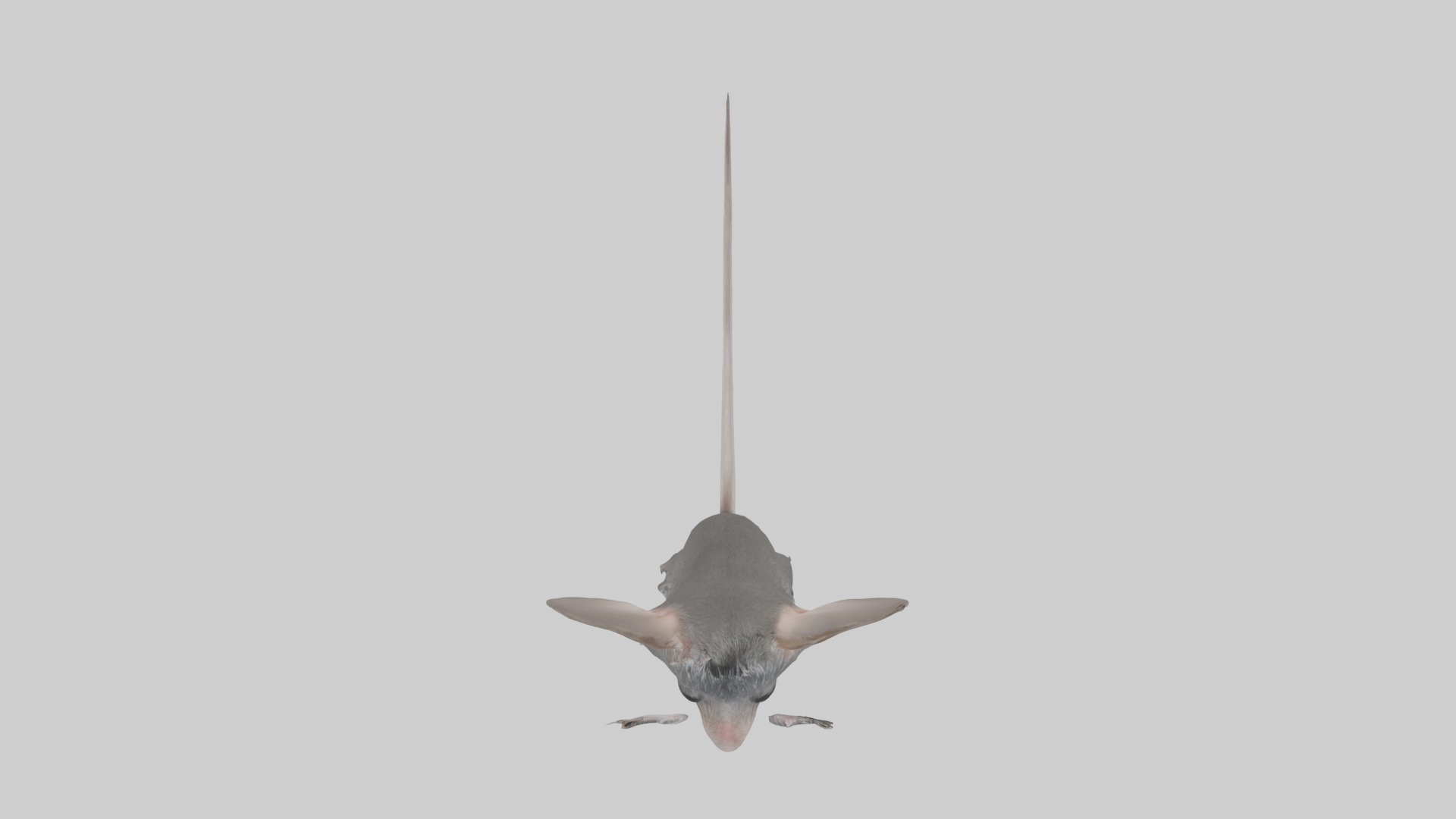 Spiny mouse Low-poly 3D model_8