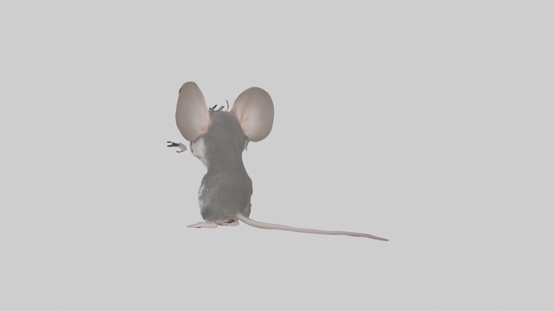 Spiny mouse Low-poly 3D model_2