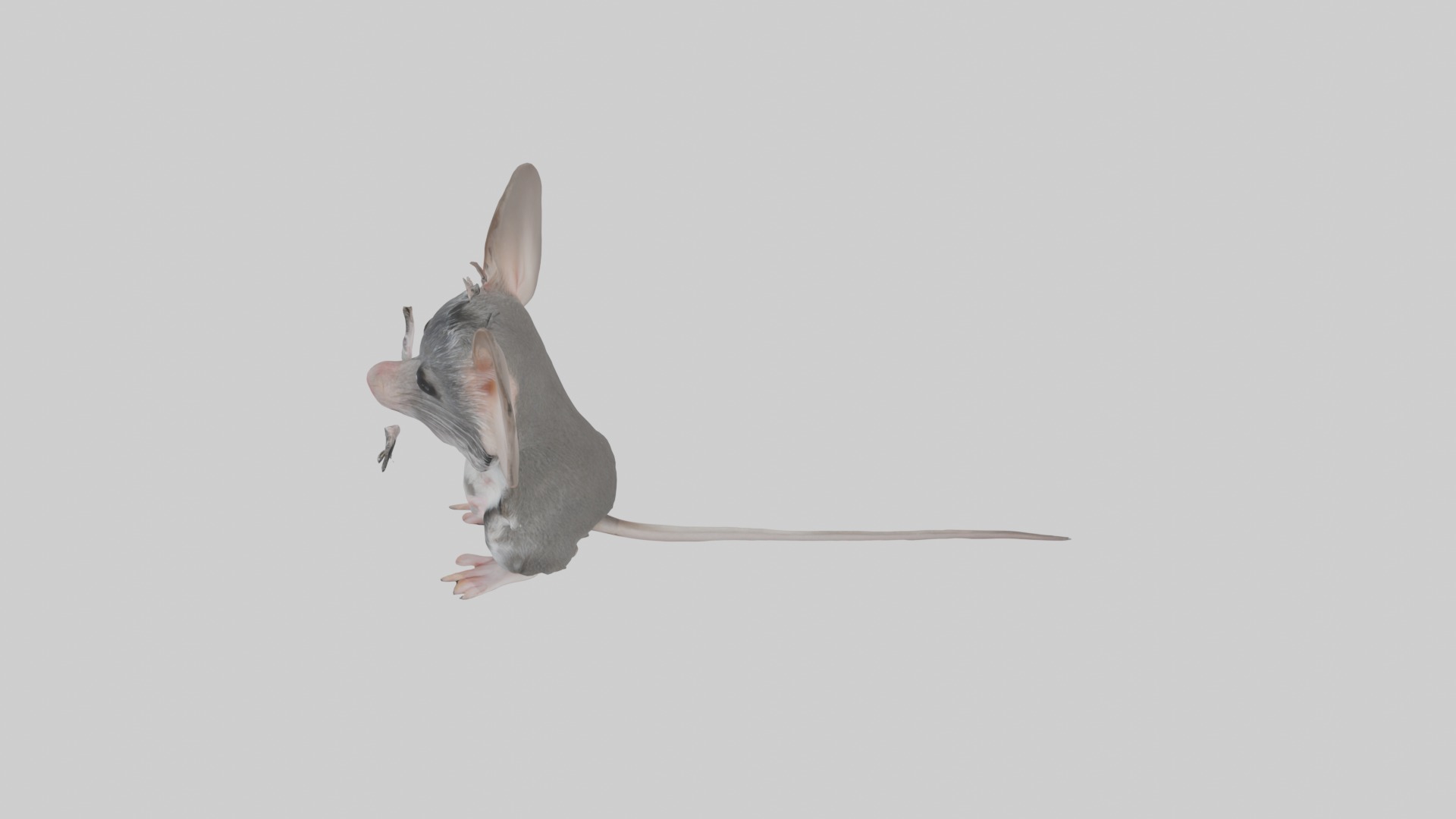 Spiny mouse Low-poly 3D model_11