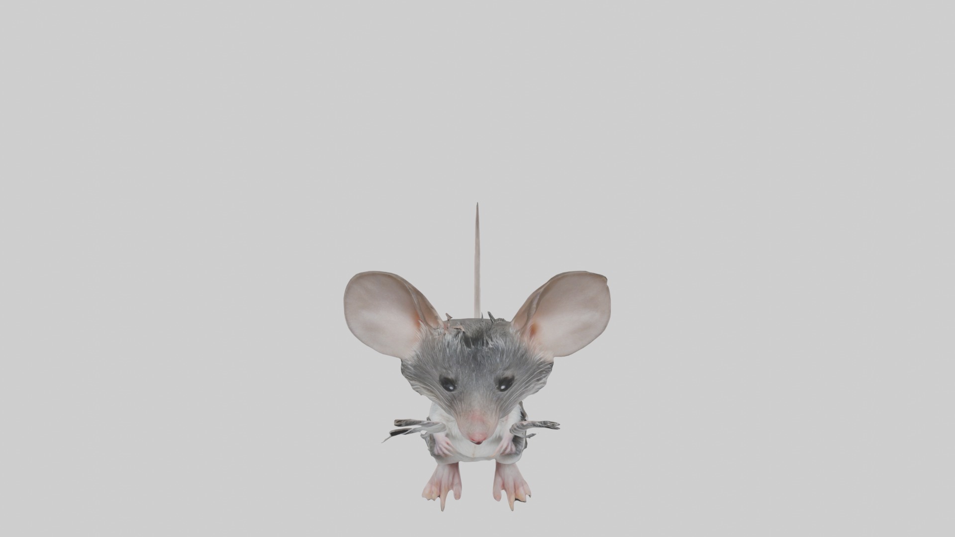 Spiny mouse Low-poly 3D model_10