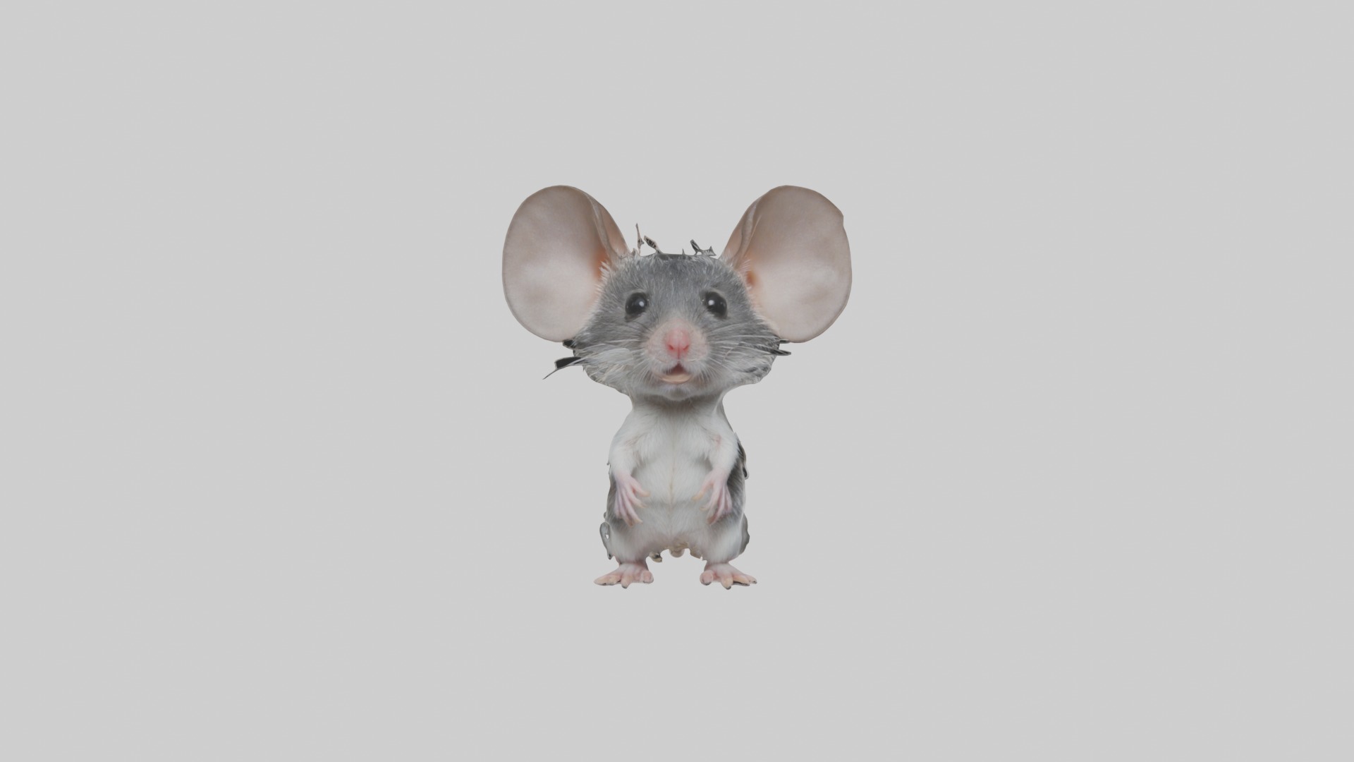 Spiny mouse Low-poly 3D model_4