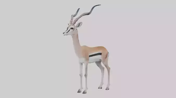 Soemmerrings gazelle